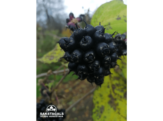 Acanthopanax sessiliflorus